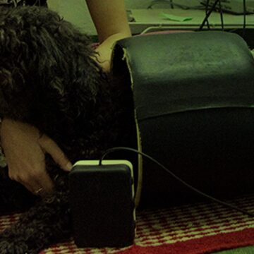 Artrosis canina: desarrollan un tratamiento a base de cartílago de tiburón Artrosis canina: desarrollan un tratamiento a base de cartílago de tiburón