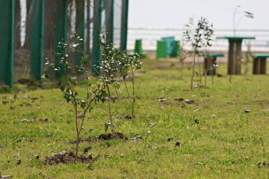 Ensenada: mantenimiento urbano y plantación de nativas en Punta Lara
